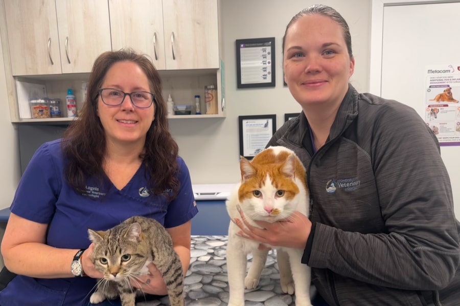 veterinary team members holding two cute cats at Stonewall Veterinary Hospital