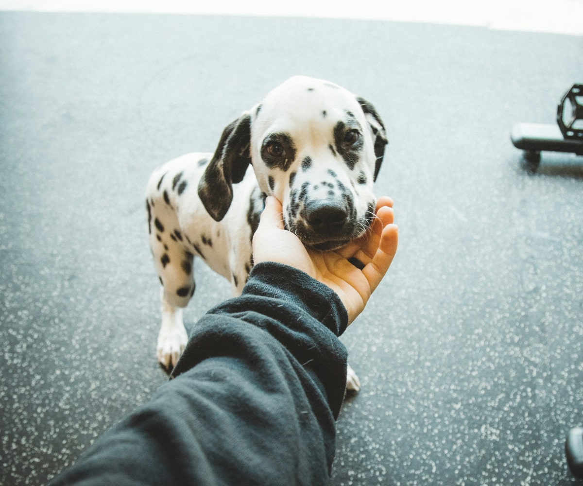 Cute dog in pain with his owner