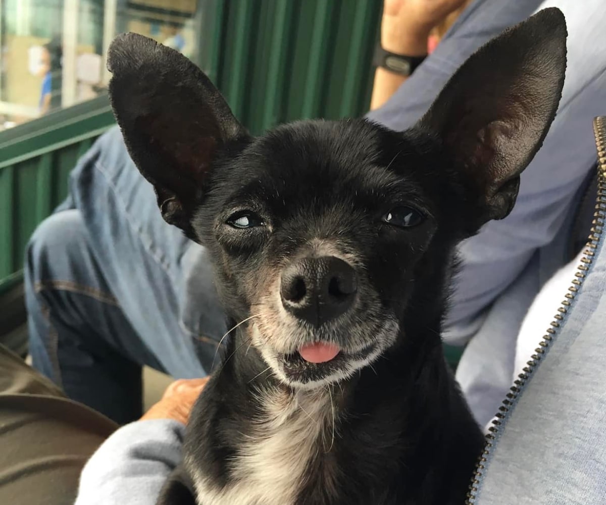 Old pet dog sitting on his owners lap