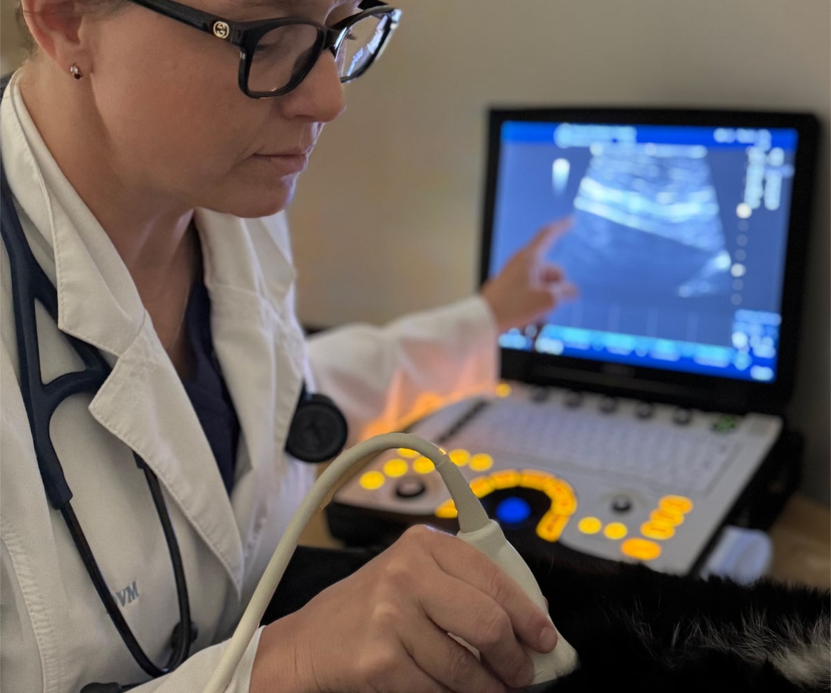 Doctor inspecting a pet dog