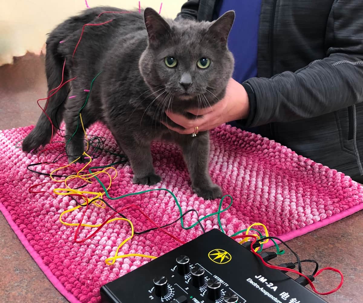 Pet cat taking acupuncture therapy