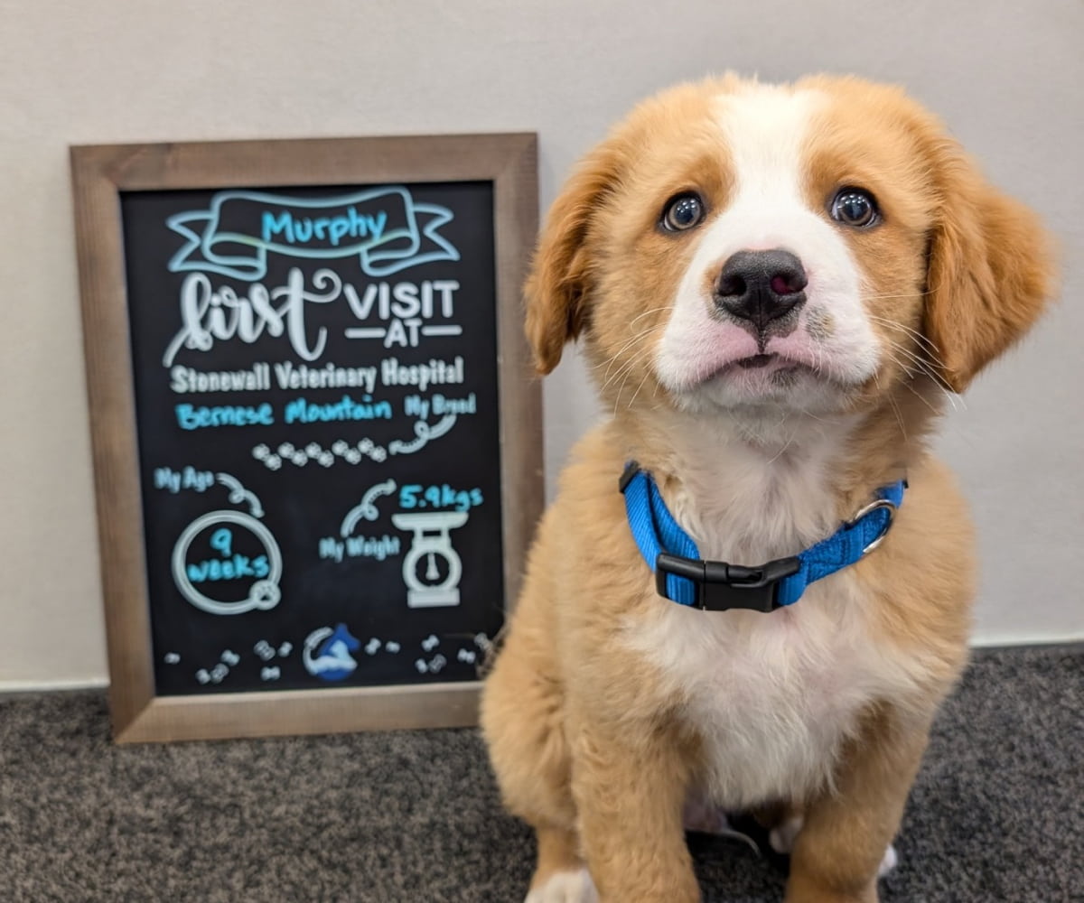 Puppy's first visit at Stonewall Veterinary Hospital
