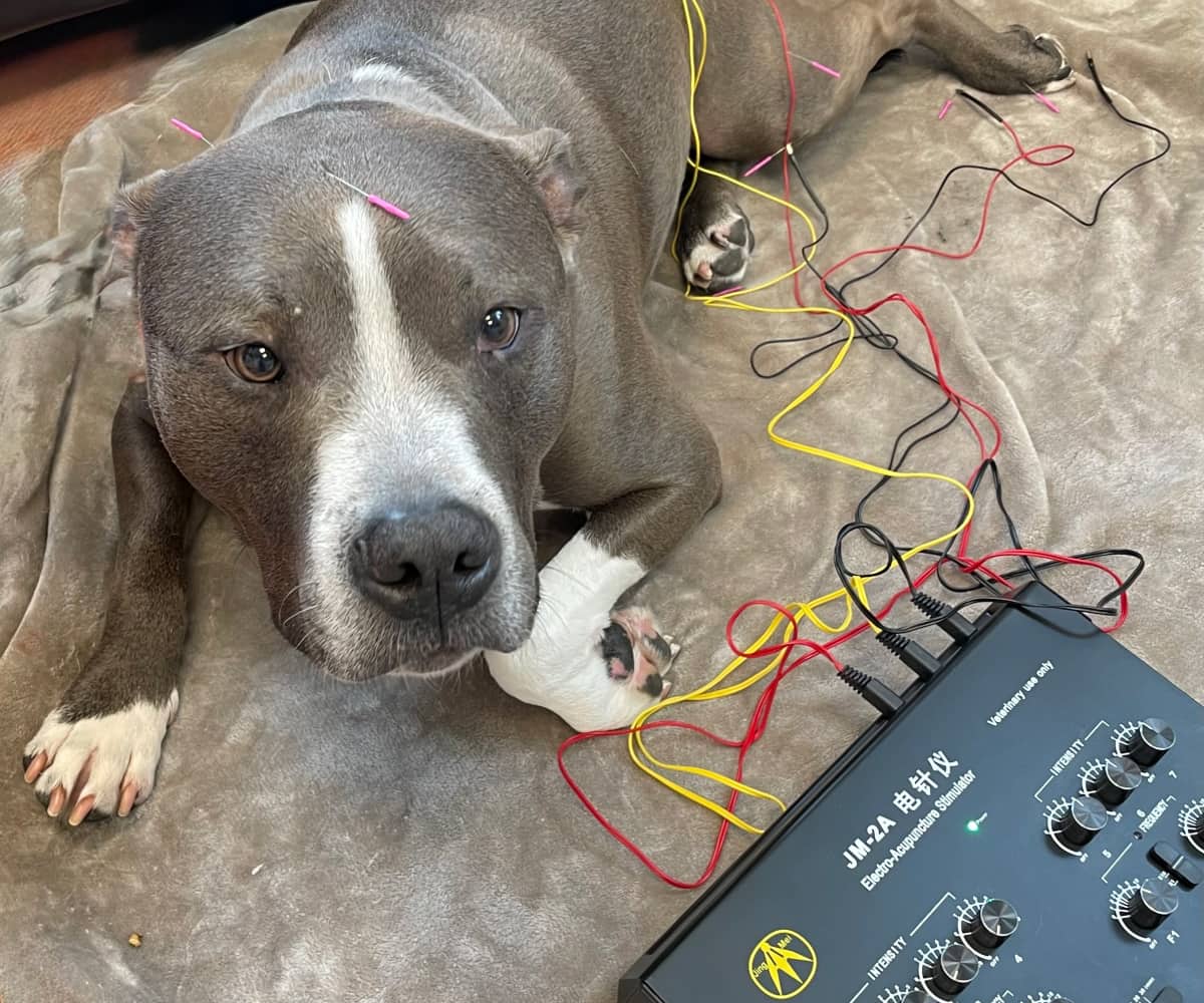 Pet dog taking acupuncture therapy while lying