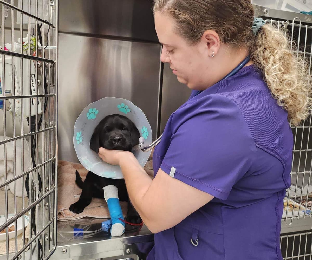 Doctor with pet dog in the clinic
