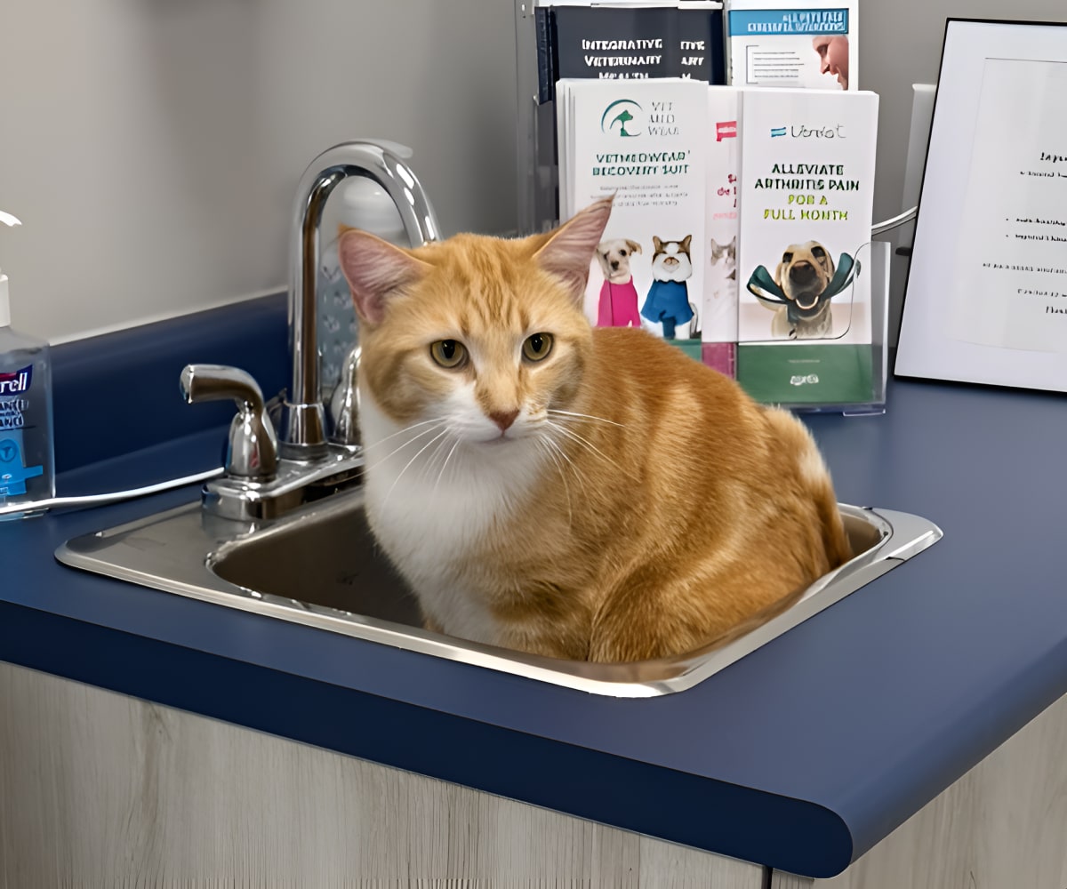 Cat sitting in a sink in clinic