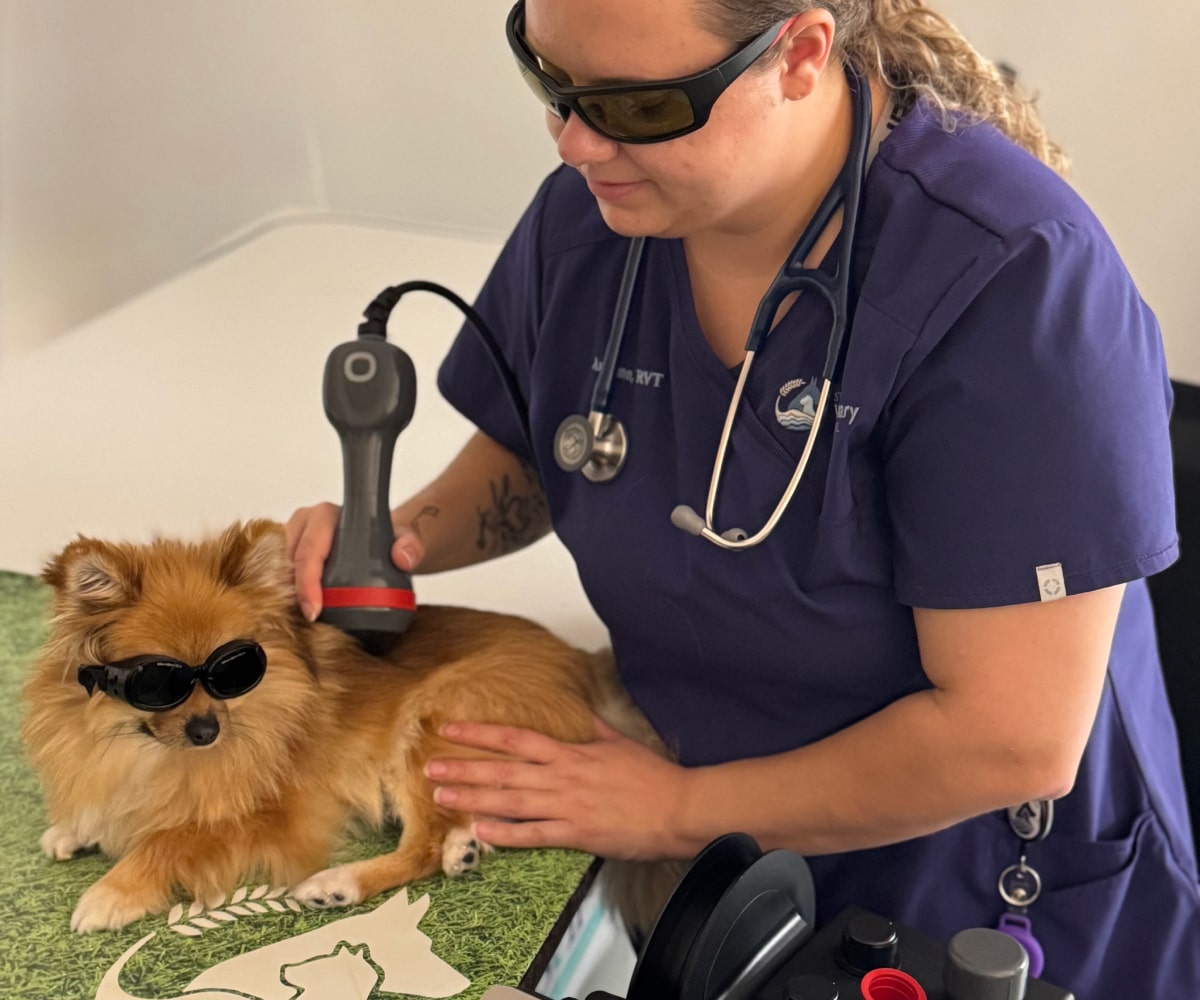 Doctor performing laser therapy on a pet dog