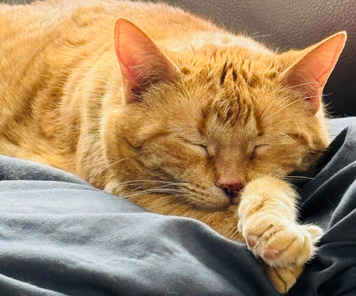 Cat is sleeping calmly on a bed