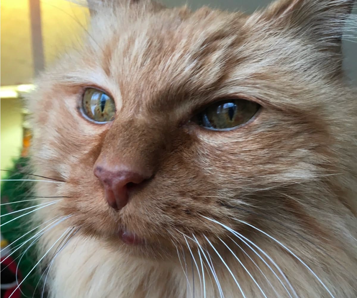 FAQ Banner Image 1 Old Kitty
