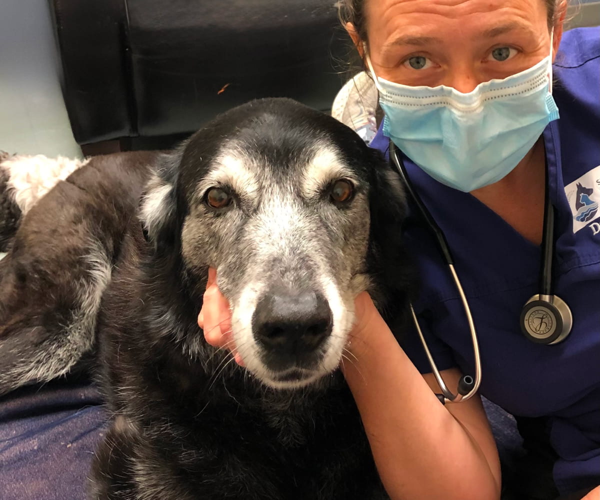 Doctor with a old pet dog in clinic