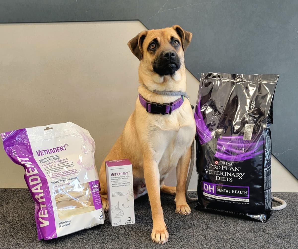 Dog sitting on a table along side with the cat food