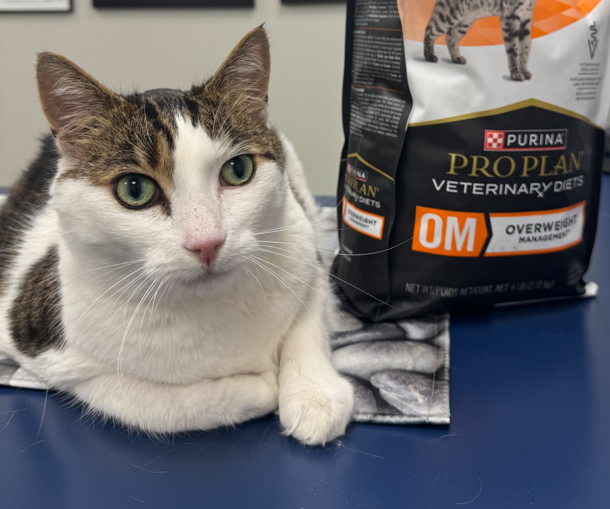 Cat sitting on a table along side with the cat food
