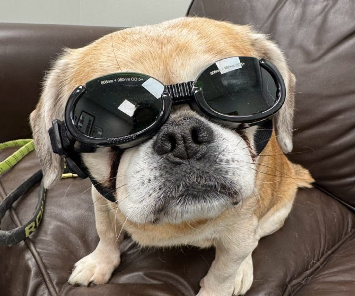 Pet dog wearing glasses in clinic