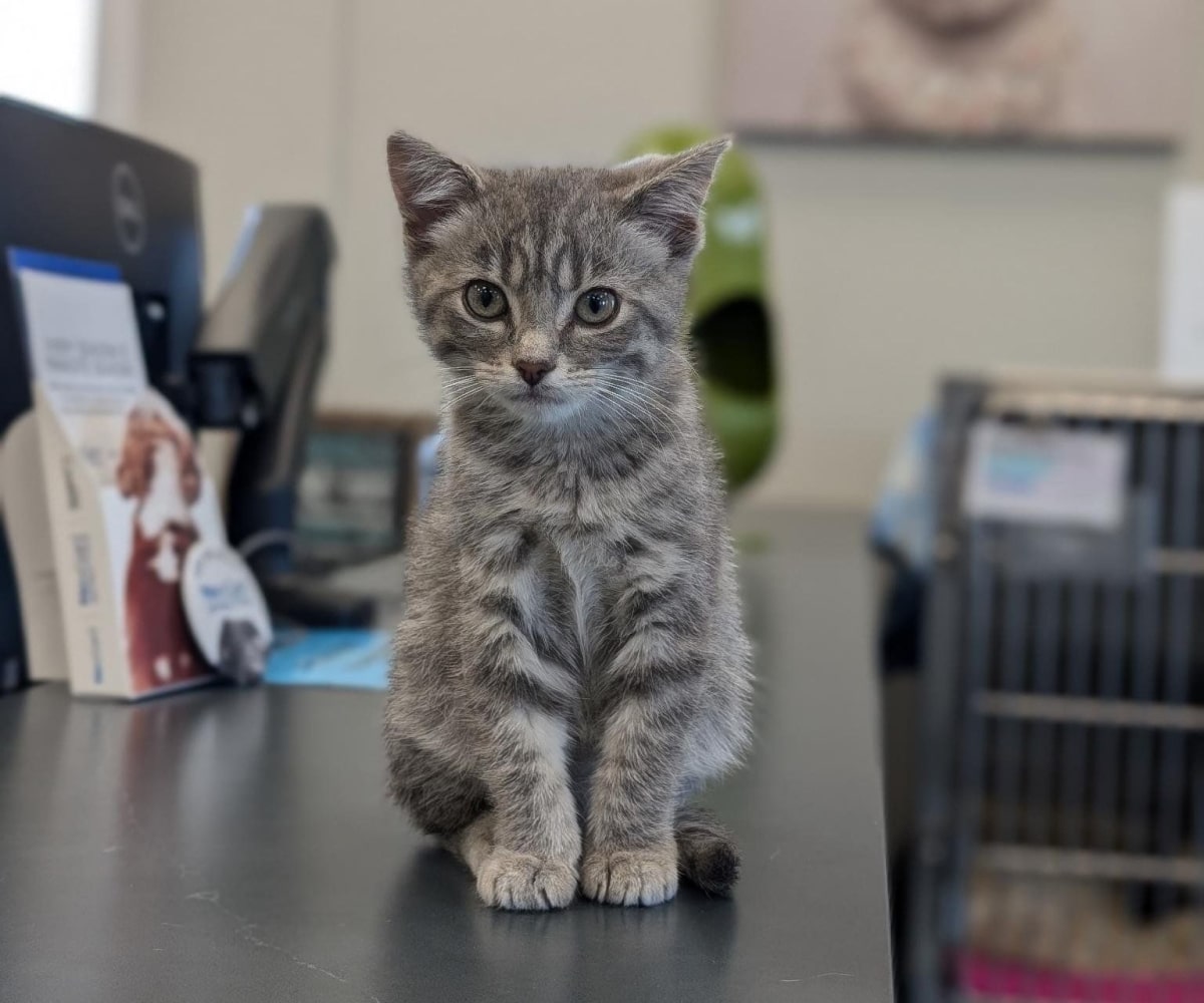 Cure pet kitten sitting on a clinic table