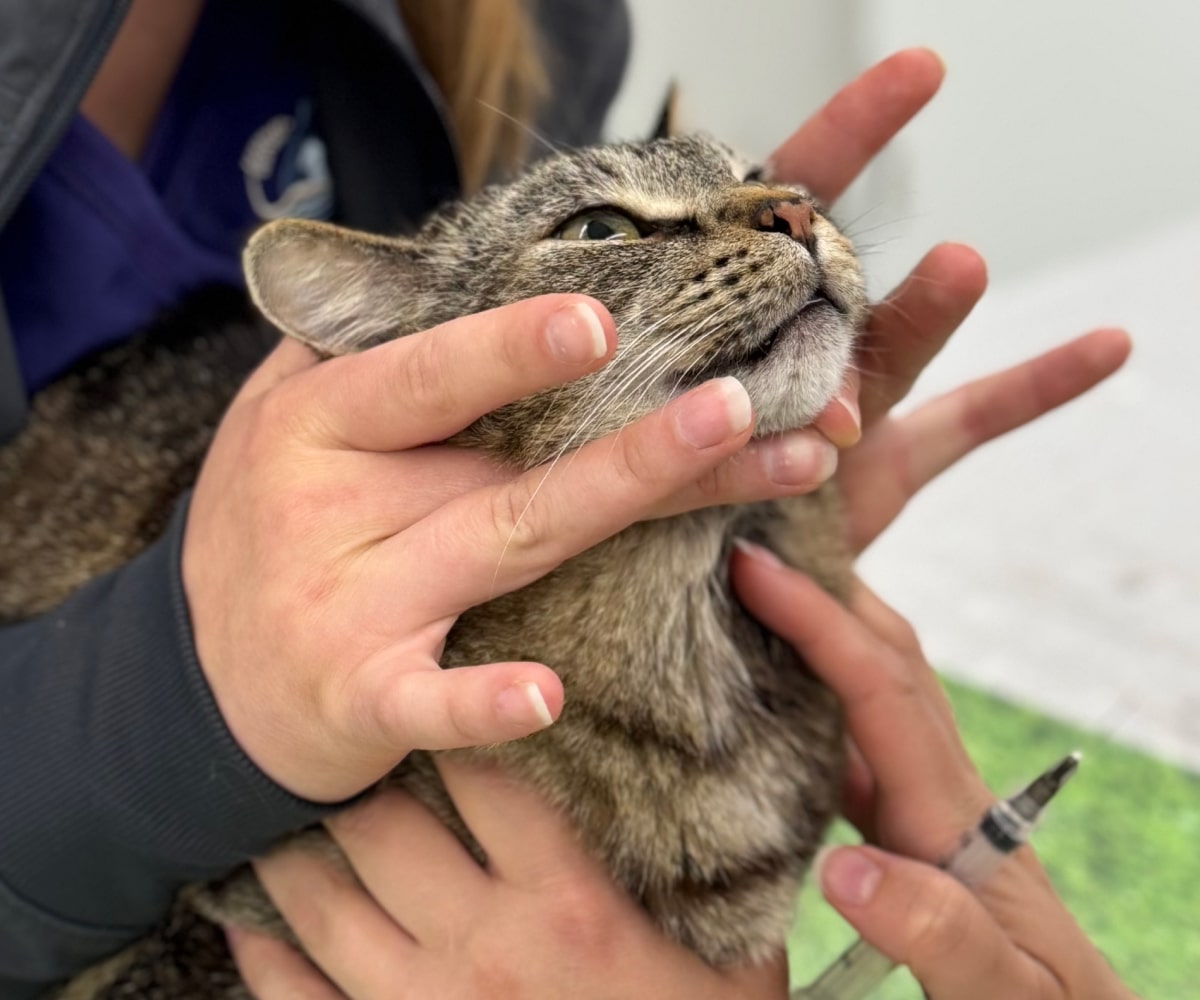 Doctor treating a pet cat
