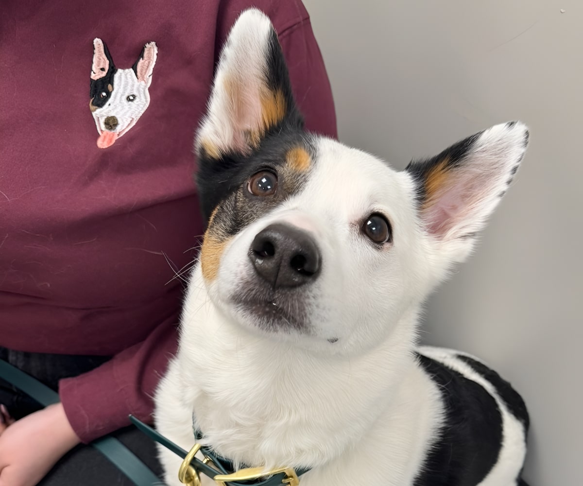 Pet dog sitting alongside with his owner in clinic