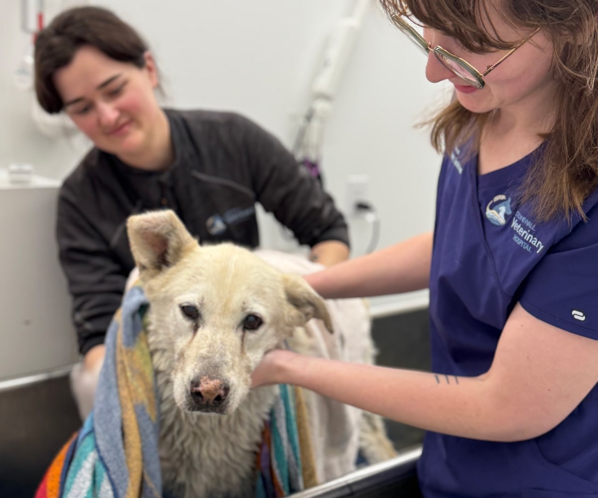Two doctors giving a bath to a dog