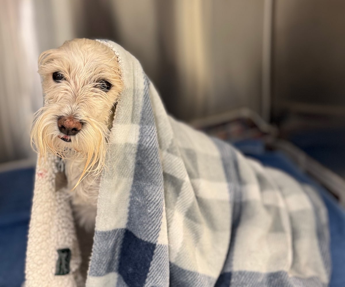 Dog after a bath covered with towel