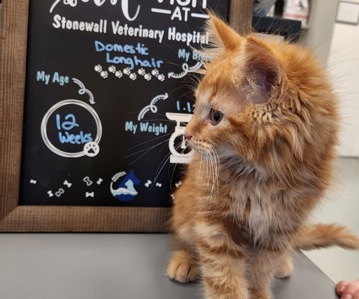 Kitten's first visit in clinic