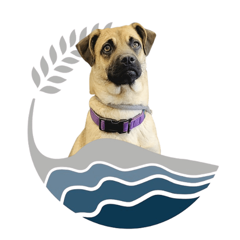 chihuahua inside a wavy blue and gray design element