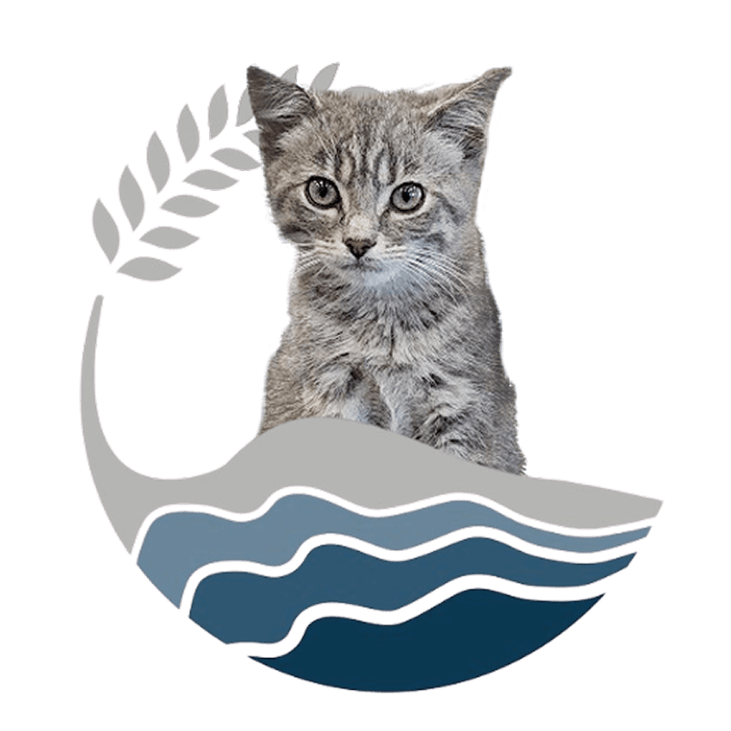 tabby cat inside a wavy blue and gray design element